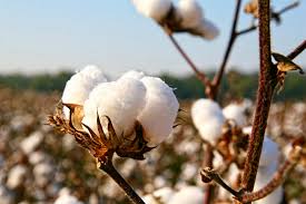Organik Tekstil Sektörü Hem Çevreyi Hem de Cildimizi Olası Zararlardan Kurtarabilir